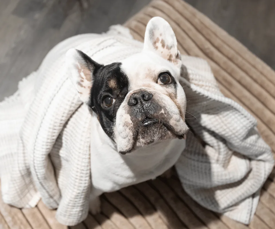Die Französische Bulldogge Alfred liegt in eine helle Decke gewickelt und schaut nach oben