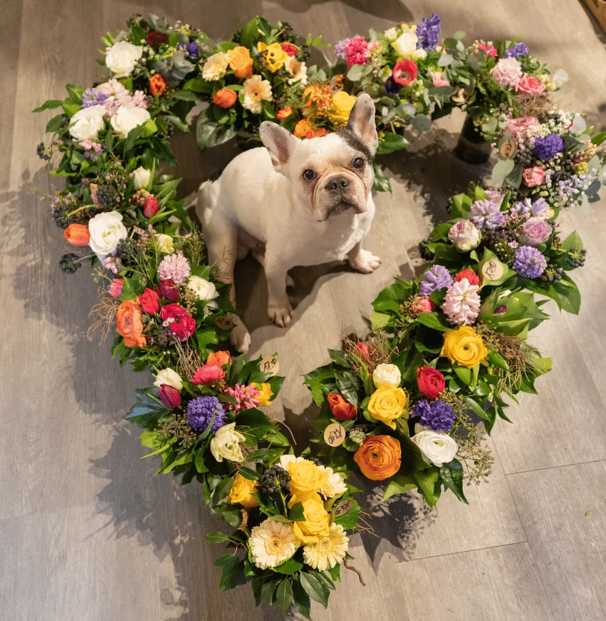 Herzförmiges Blumengesteck aus bunten Frühlingsblumen, dahinter die Französische Bulldogge Alfred